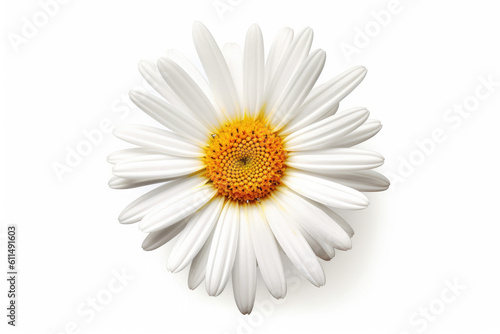 Daisy Flower Tropical Garden Nature on White background  HD
