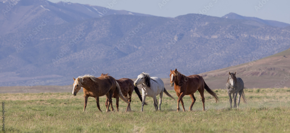 Naklejka premium Wild Horses in Springtime in the Utah Desert