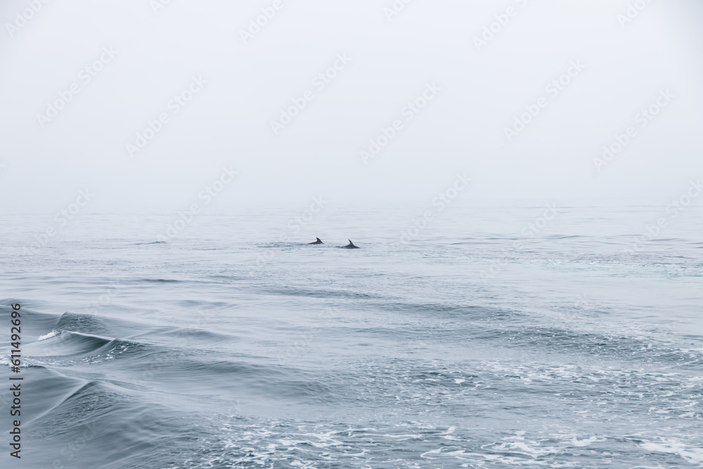Dolphins swimming in the ocean