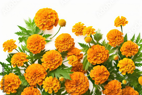 Marigolds Tagetes Tropical Garden Nature on White background, HD