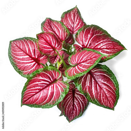 Red Caladium leaves Tropical Garden Nature on White background  HD