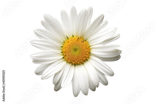 Shasta Daisy Flower Tropical Garden Nature on White background  HD