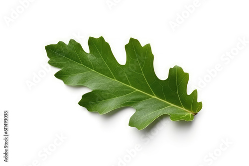 Simple Green Leaf Oak Quercuson White background  HD