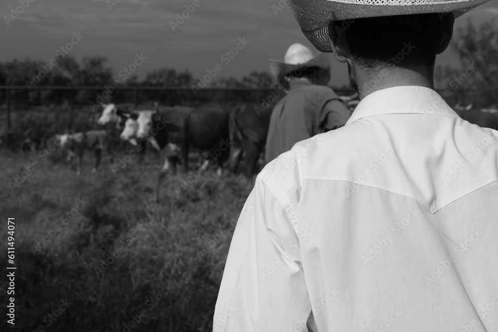 Cowboys on ranch in black and white working cattle, Hereford cows blurred background.