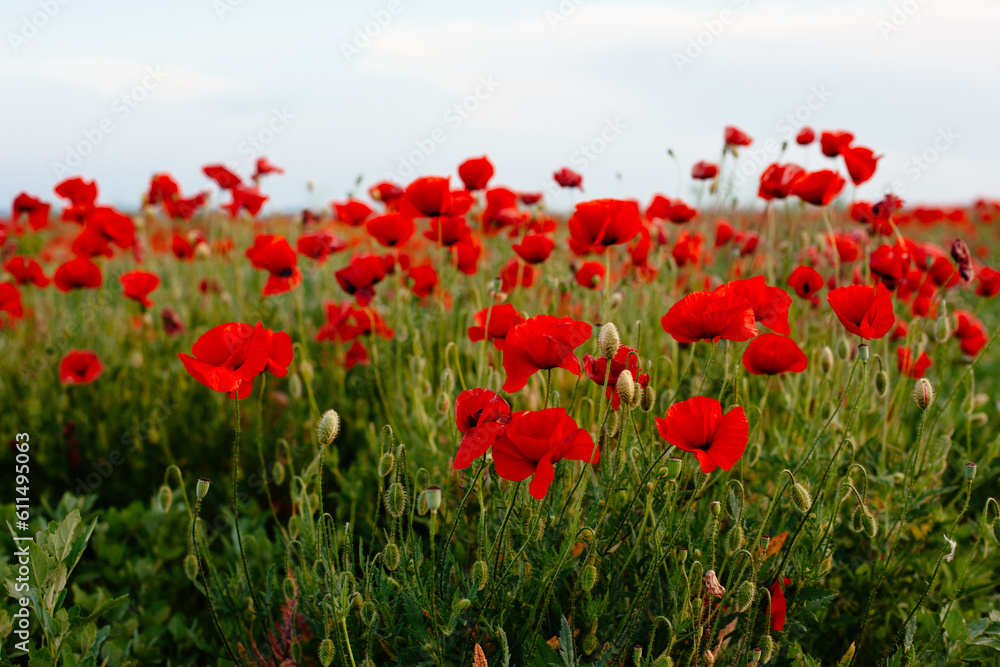 Landscape with a beautiful sunset over a poppy field - panorama of a beautiful poppy field and a sunny sunset