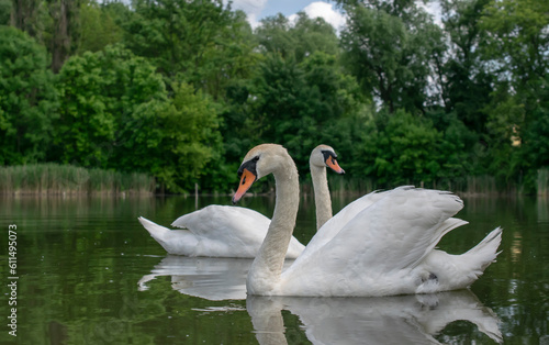 white swans on a pond on a clear day