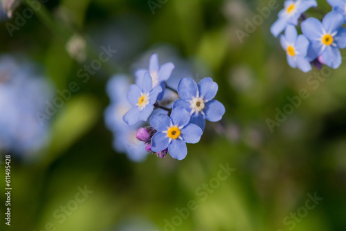 Myosotis alpestris - beautiful small blue flowers - forget me not