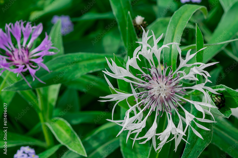Perennial cornflower or Centaurea montana flower Perennial cornflower or Centaurea montana flower