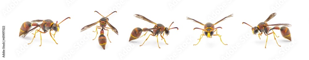 Smiths potter wasp - Eumenes smithii - isolated on white background five views Smiths potter wasp - Eumenes smithii - isolated on white background five views