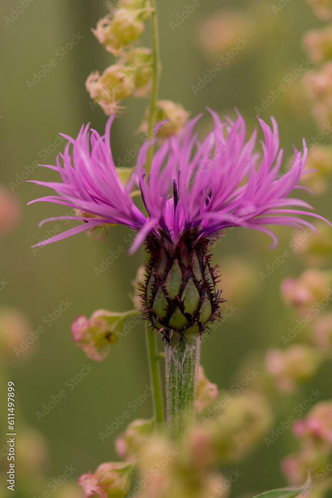 Perennial cornflower or Centaurea montana flower Perennial cornflower or Centaurea montana flower