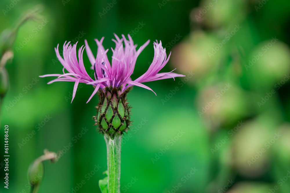 Perennial cornflower or Centaurea montana flower Perennial cornflower or Centaurea montana flower