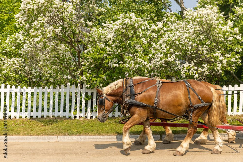 Horses pulling a carriage in front of lilacs on Mackinac Island