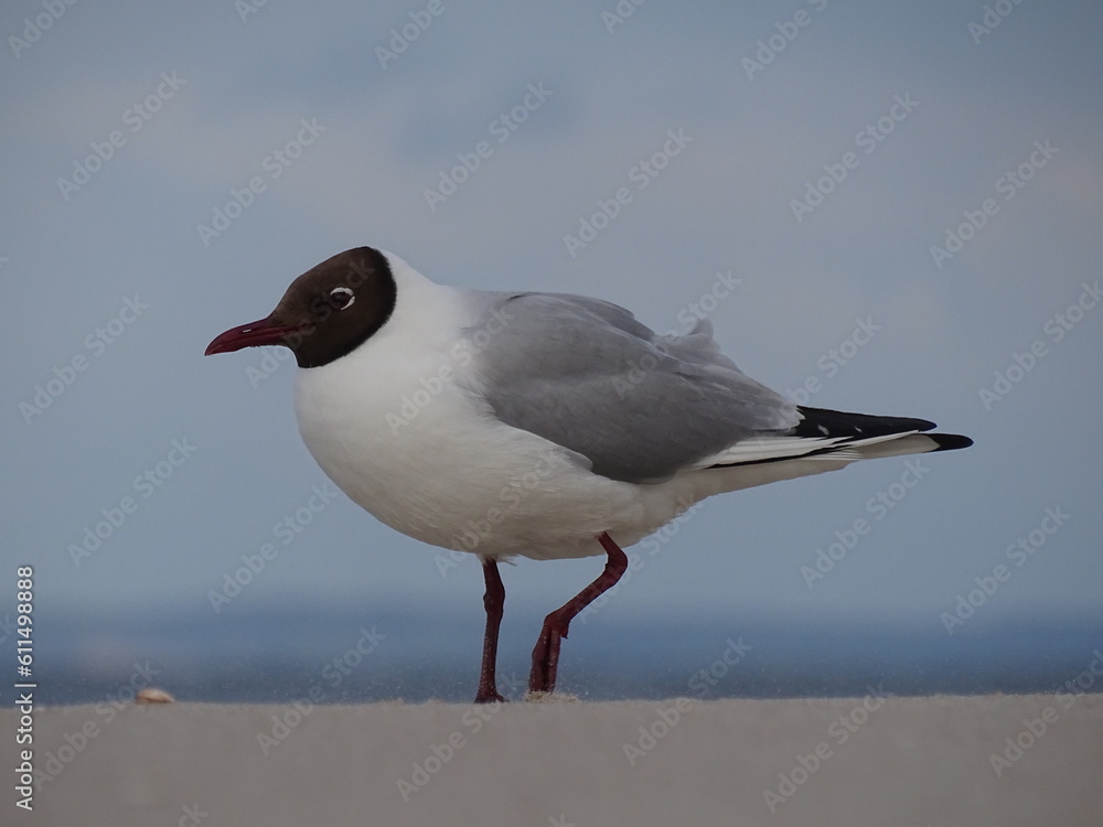 Fototapeta premium Möwe am Strand