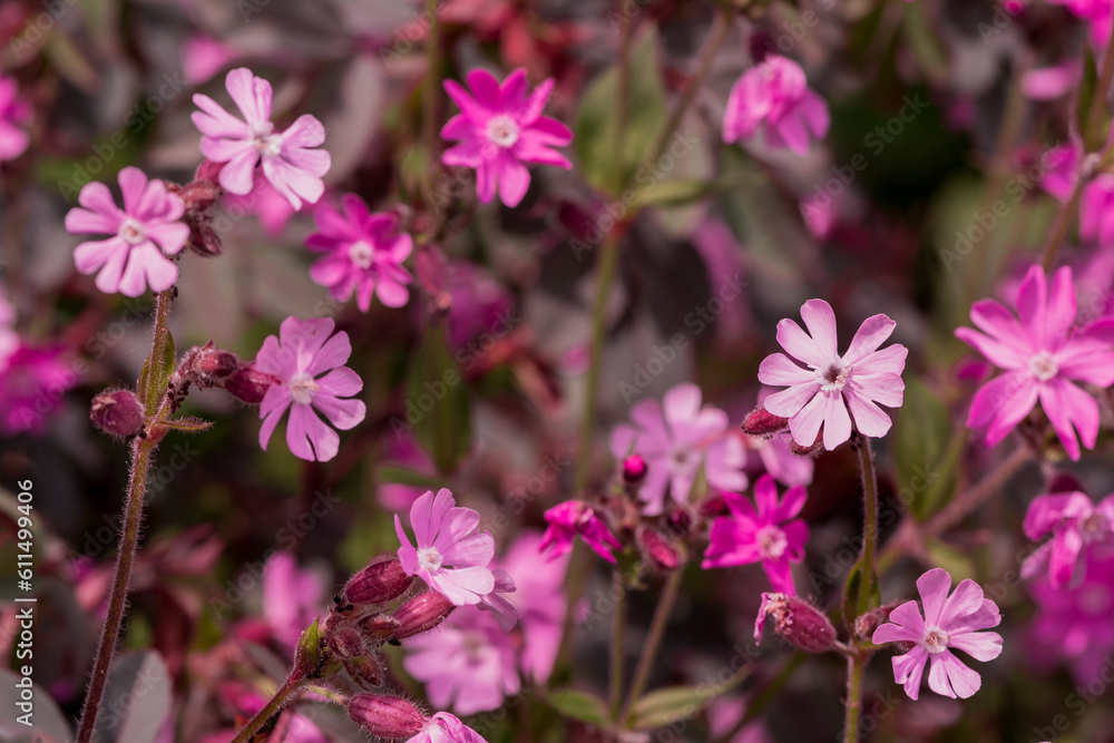 Red Campion wildfowers. (silene dioica) Red Campion wildfowers. (silene dioica)