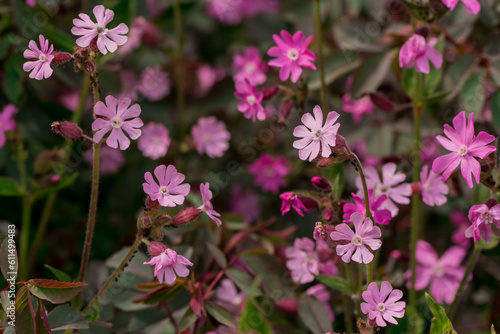 Red Campion wildfowers. (silene dioica)