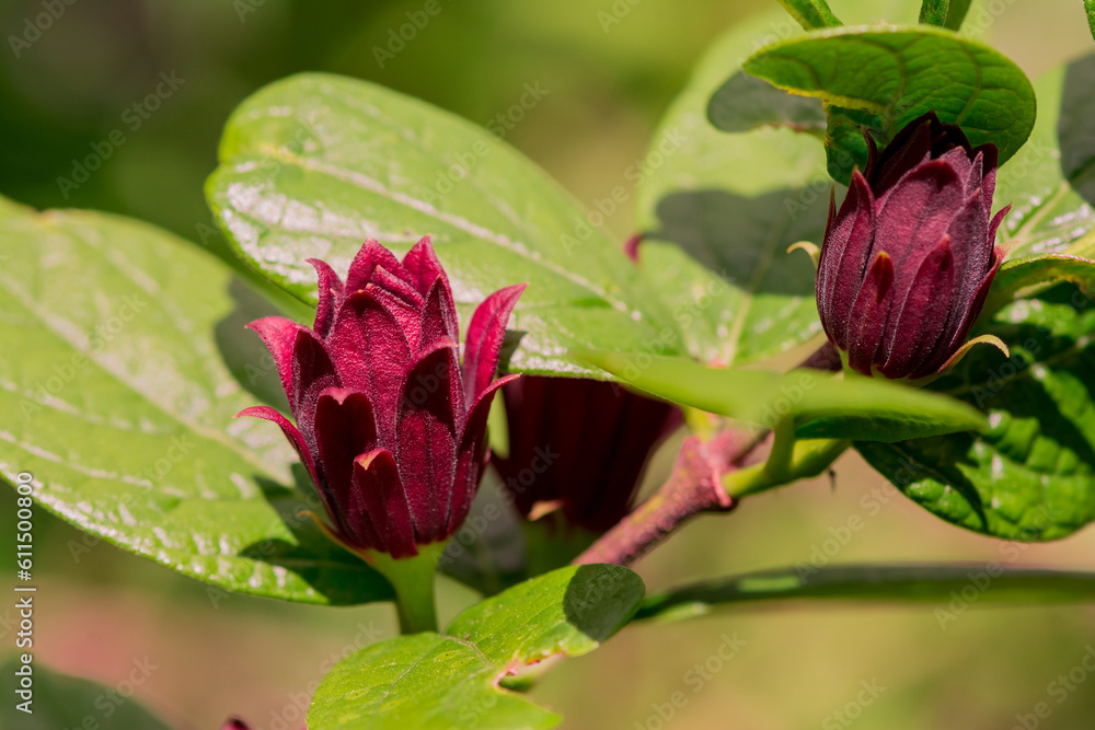 small red magnolia flowers on branch small red magnolia flowers on branch