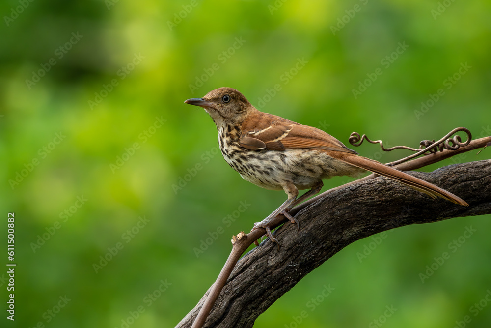 Brown Thrasher Perched on a Branch Brown Thrasher Perched on a Branch
