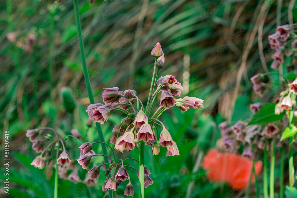 Spring blossoms on a Nectaroscordum siculum Spring blossoms on a Nectaroscordum siculum