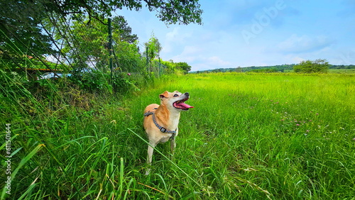 Fröhlicher Hund in der Wiese photo