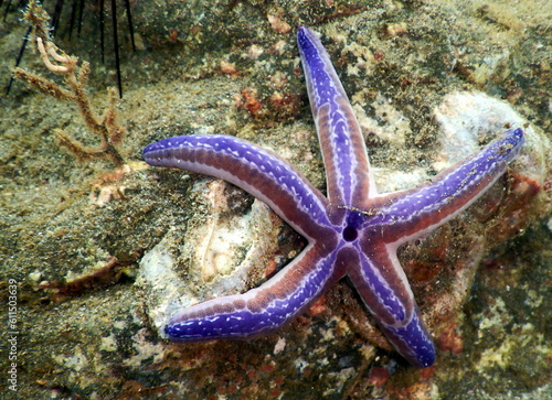 Costa Rica Sea life