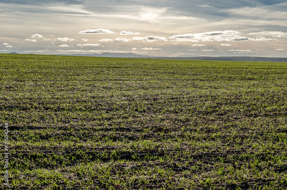 Field with cereal crops Field with cereal crops
