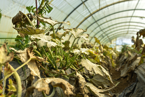 Fungal disease Powdery mildew on zucchini foliage in greenhouse, powdery mildew on cucurbits in glasshouse selective focus, Diseases and pests of squash vegetables and affect on zucchini squash leaves photo