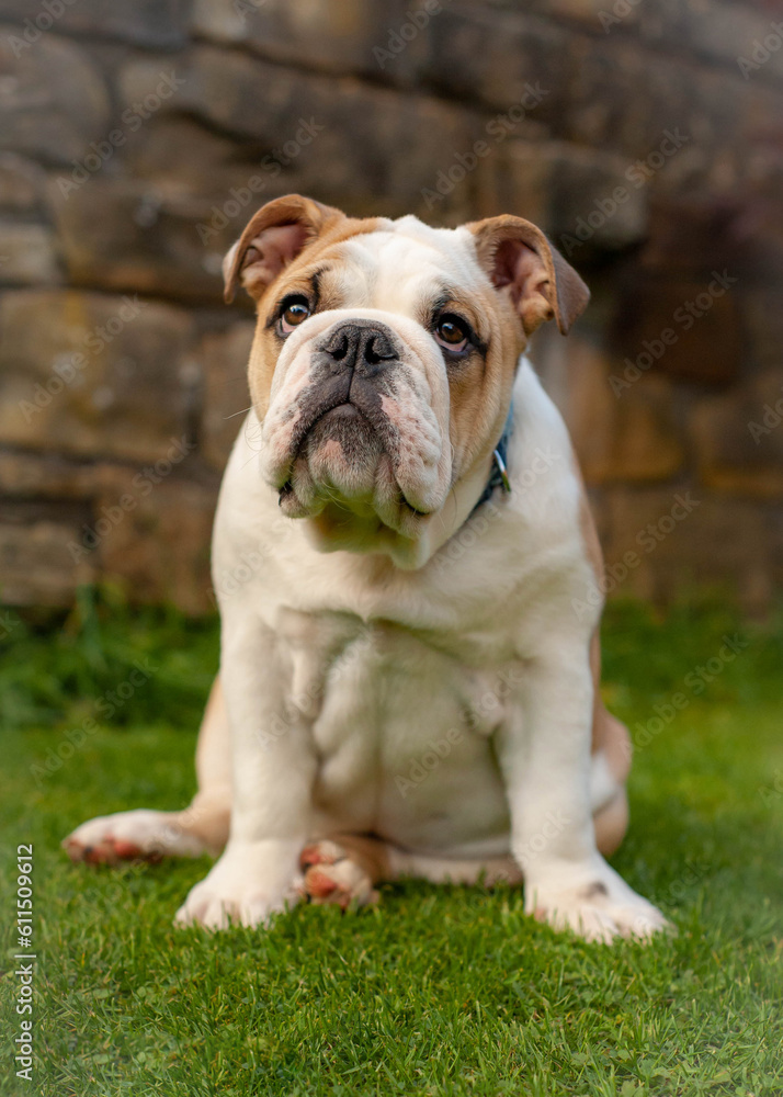 English Bulldog puppy sitting on grass.