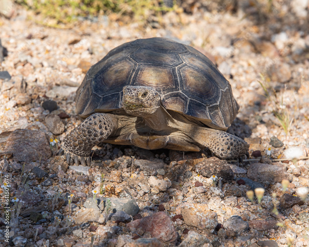 Obraz premium desert tortoise