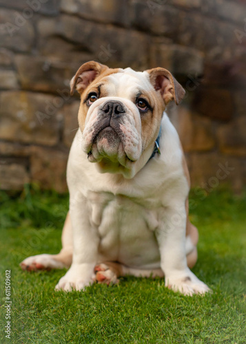 English Bulldog puppy sitting on grass.