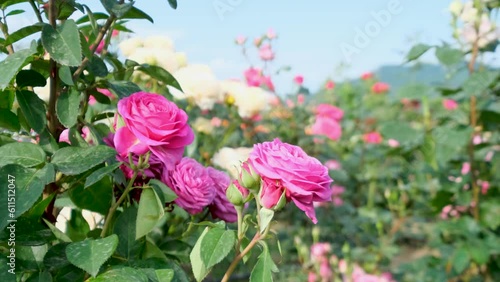 Wallpaper Mural Beautiful delicate picturesque bush blooming roses on a summer day in the park. Rose garden. Torontodigital.ca