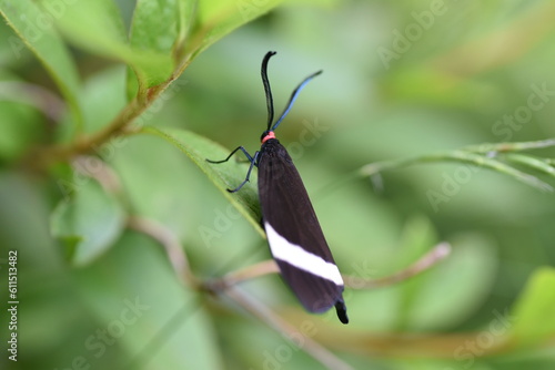 A Pidorus glaucopis.  Pidorus glaucopis is a moth of the family Zygaenidae. The antennae are pectinate, the head is red, and the wings have white patterns. photo