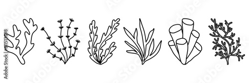 Set of sea and aquarium water plant or seaweed, doodle style flat vector outline for coloring book