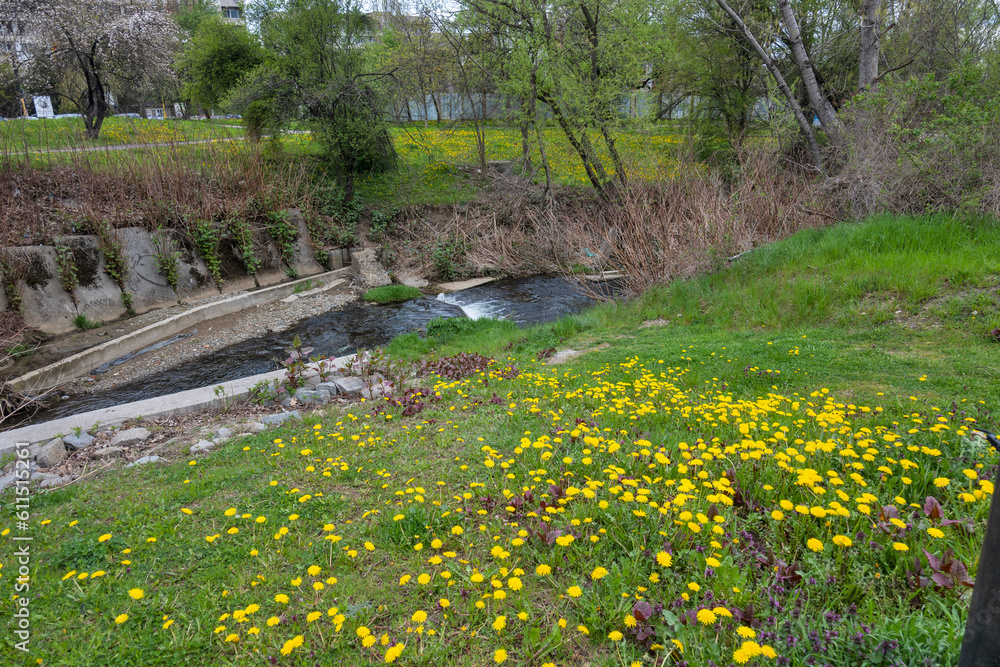 Obraz premium Spring flowers at South Park in city of Sofia, Bulgaria