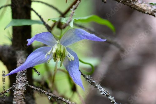 Alpine clematis flowers in the Canadian Rockies forest. Banff National park. Alberta. Canada photo