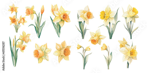 watercolor daffodil clipart for graphic resources