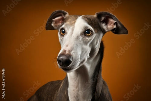 Studio portrait of a dog breed Greyhound. AI generated, human enhanced