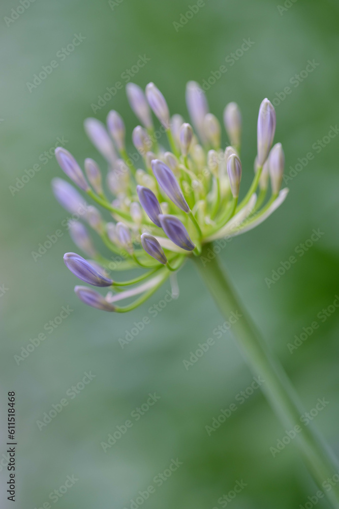 Fototapeta premium 爽やかな涼感のある花を咲かせるアガバンサス。立ち姿が優雅で美しい。初夏に楽しめる