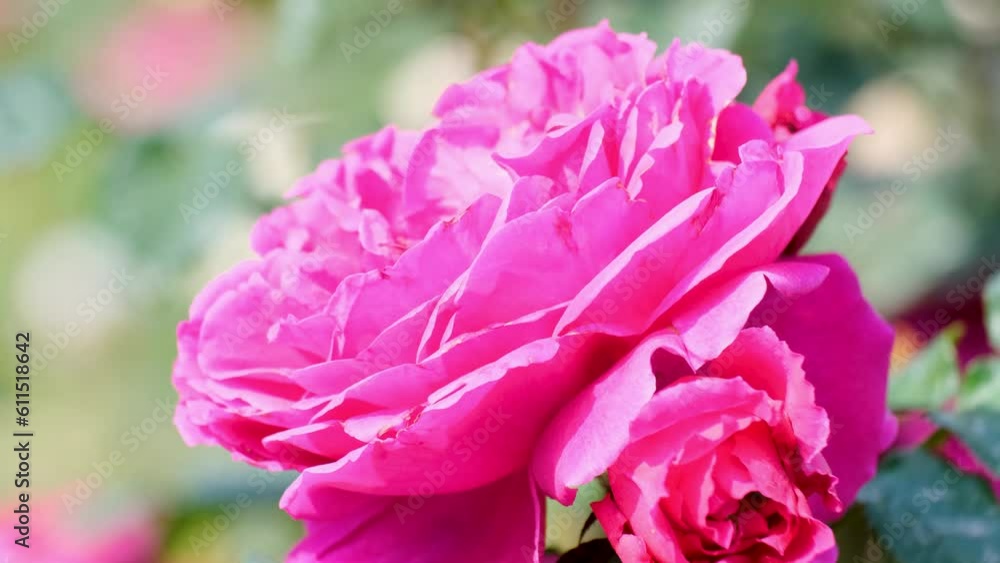 Beautiful delicate picturesque bush blooming roses on a summer day in the park. Rose garden. Beautiful delicate picturesque bush blooming roses on a summer day in the park. Rose garden.