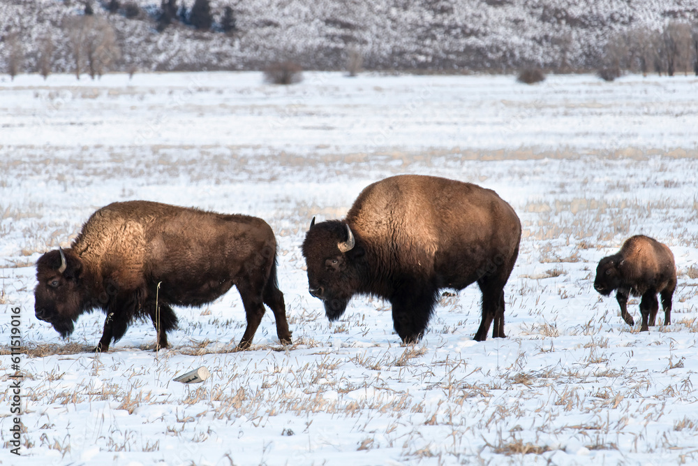 American Bison (Bison Bison) Familial Unit. Two parents and offspring in a winter grassland landscape, winter in Yellowstone is a tough time to be a calf American Bison (Bison Bison) Familial Unit. Two parents and offspring in a winter grassland landscape, winter in Yellowstone is a tough time to be a calf