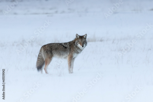 Coyote (Canis latrans) finds home in the winter.  A wild canid species in the iconic Yellowstone National Park. Thick coat of fur to protect from the cold, harsh elements © Travis