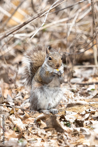 Forager of the Forest. Medium sized rodents of the woods, Gray Squirrels (Sciurus carolinensis) will be found rummaging through the underbrush, particularly in spring, for left behind vittles  photo