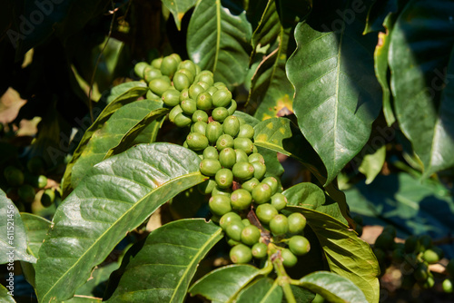 granos de café verde en la planta photo