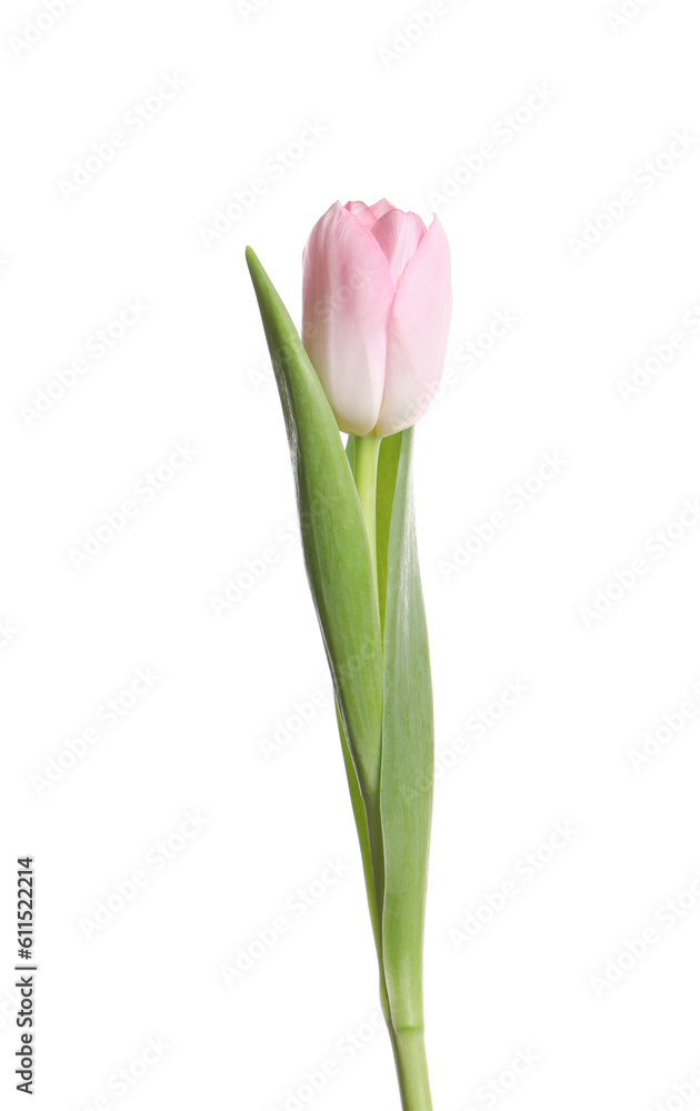 One beautiful delicate tulip isolated on white One beautiful delicate tulip isolated on white