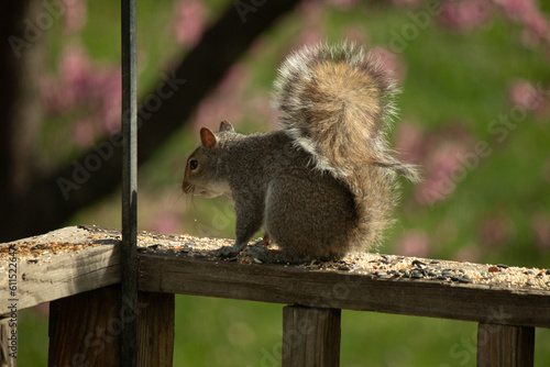 This cute little grey squirrel was sitting here on this wooden railing of the deck when I took this picture. The cute little rodent with his fluffy tail was collecting birdseed for nourishment.
