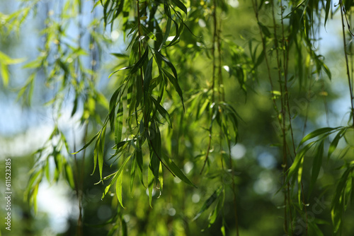 Beautiful willow tree with green leaves growing outdoors on sunny day  closeup