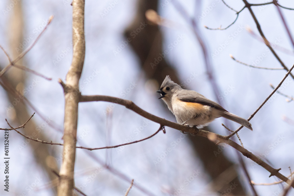 This cute little tufted titmouse was sitting perched on this branch when I took this picture. I love how tiny these birds are and their cute little grey body. They almost appear to have a mohawk. This cute little tufted titmouse was sitting perched on this branch when I took this picture. I love how tiny these birds are and their cute little grey body. They almost appear to have a mohawk.
