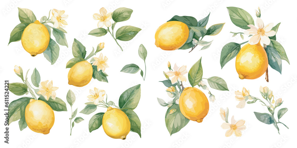 watercolor lemon with flower clipart for graphic resources - obrazy, fototapety, plakaty 