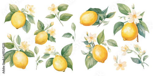watercolor lemon with flower clipart for graphic resources photo