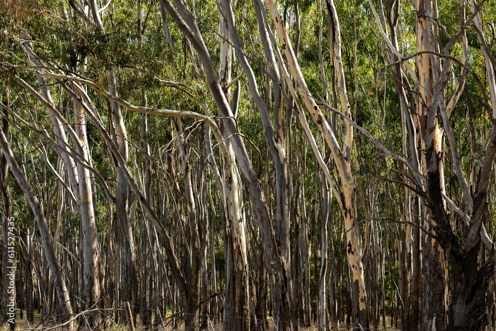 Fototapeta premium Cluster of trees