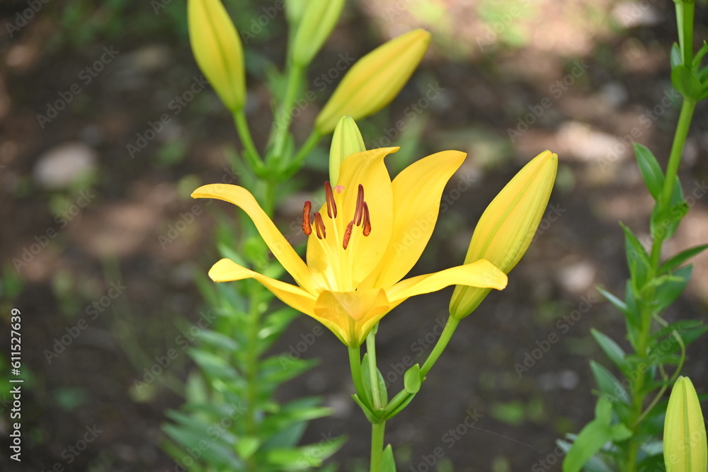 Thunberg lily flowers. Liliaceae perennial bulbous plants. Flowering season is from June to August.